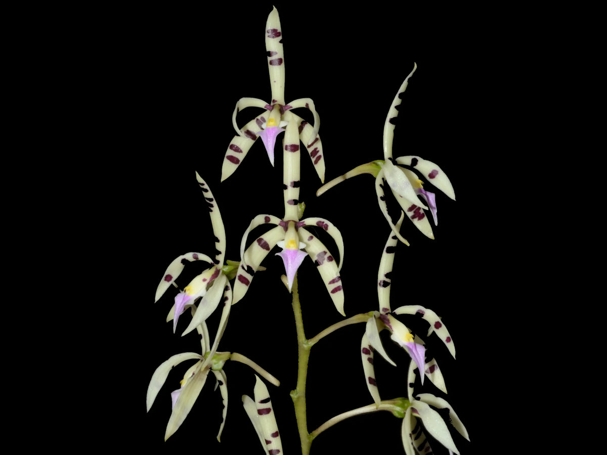Prosthechea prismatocarpa — Ecuagenera USA Corp