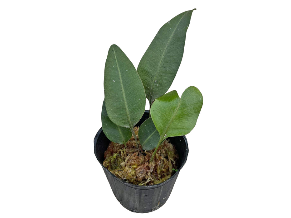Pyrrosia drakeana cf