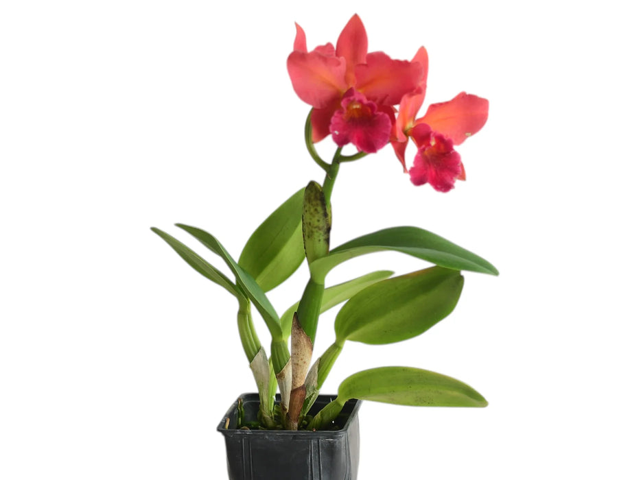 Rhyncholaeliocattleya Hugo Medina