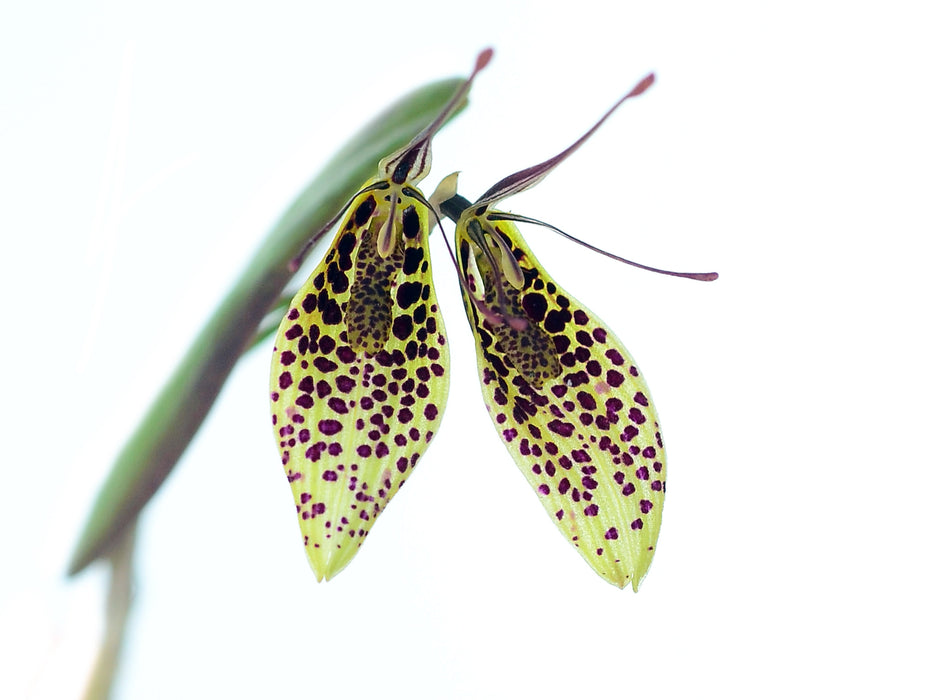 Restrepia vasquezii