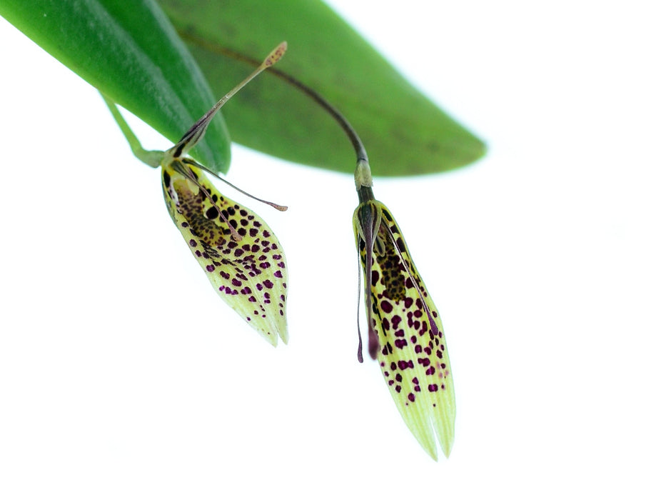 Restrepia vasquezii