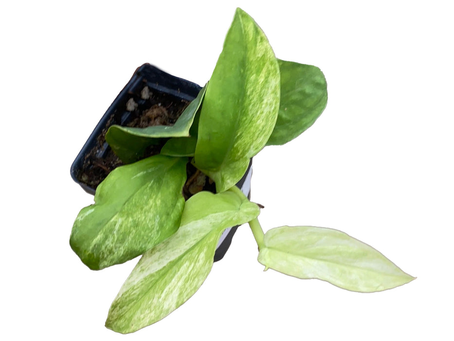 Rhaphidophora korthalsii variegated