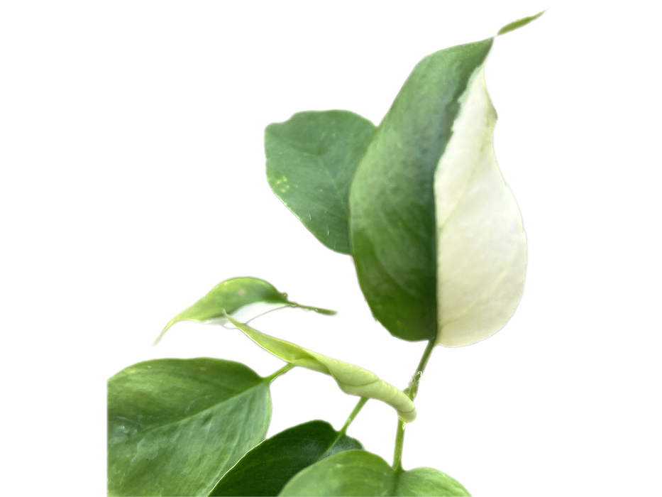 Rhaphidophora tetrasperma variegada