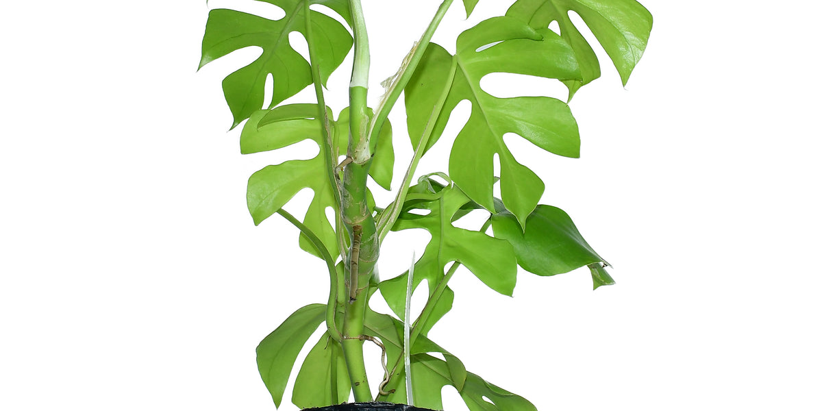 philodendron rhaphidophora Rhaphidophora tetrasperma