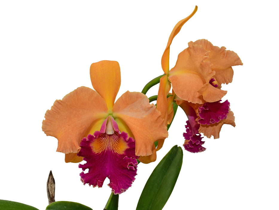 Rhyncholaeliocattleya Maria Angamarca