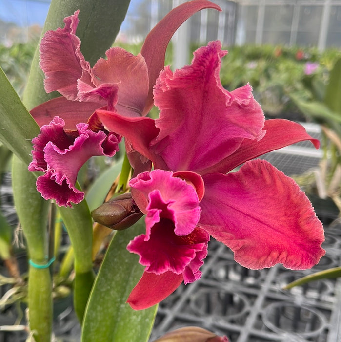 Rhyncholaeliocattleya Mirian Suzuki
