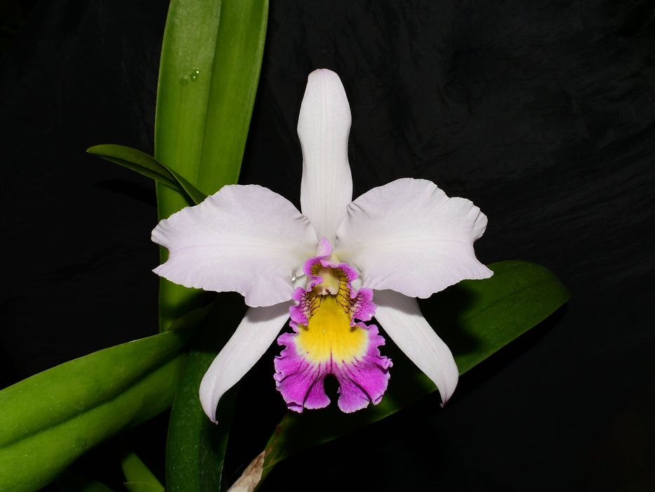 Rhyncatlaelia Ecuagenera Majestic