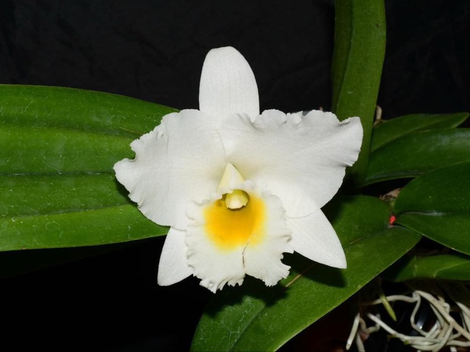 Rhyncatlaelia Penny Ann f. alba