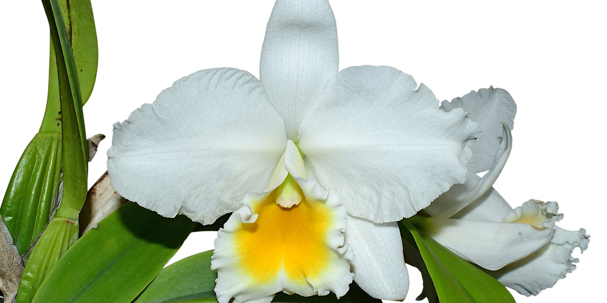 Rhyncatlaelia_Penny_Ann_f.