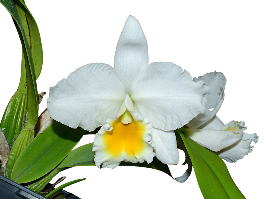 Rhyncatlaelia Penny Ann f. alba