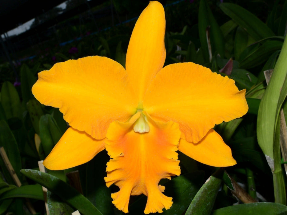 Rhyncattleanthe Haw Yuan Gold Yk#2