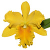 Rhyncattleanthe Haw Yuan Gold Yk#2