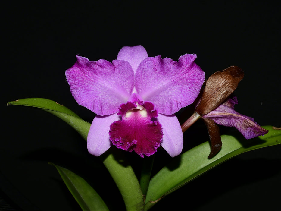 Rhyncattleanthe La Guadalupana