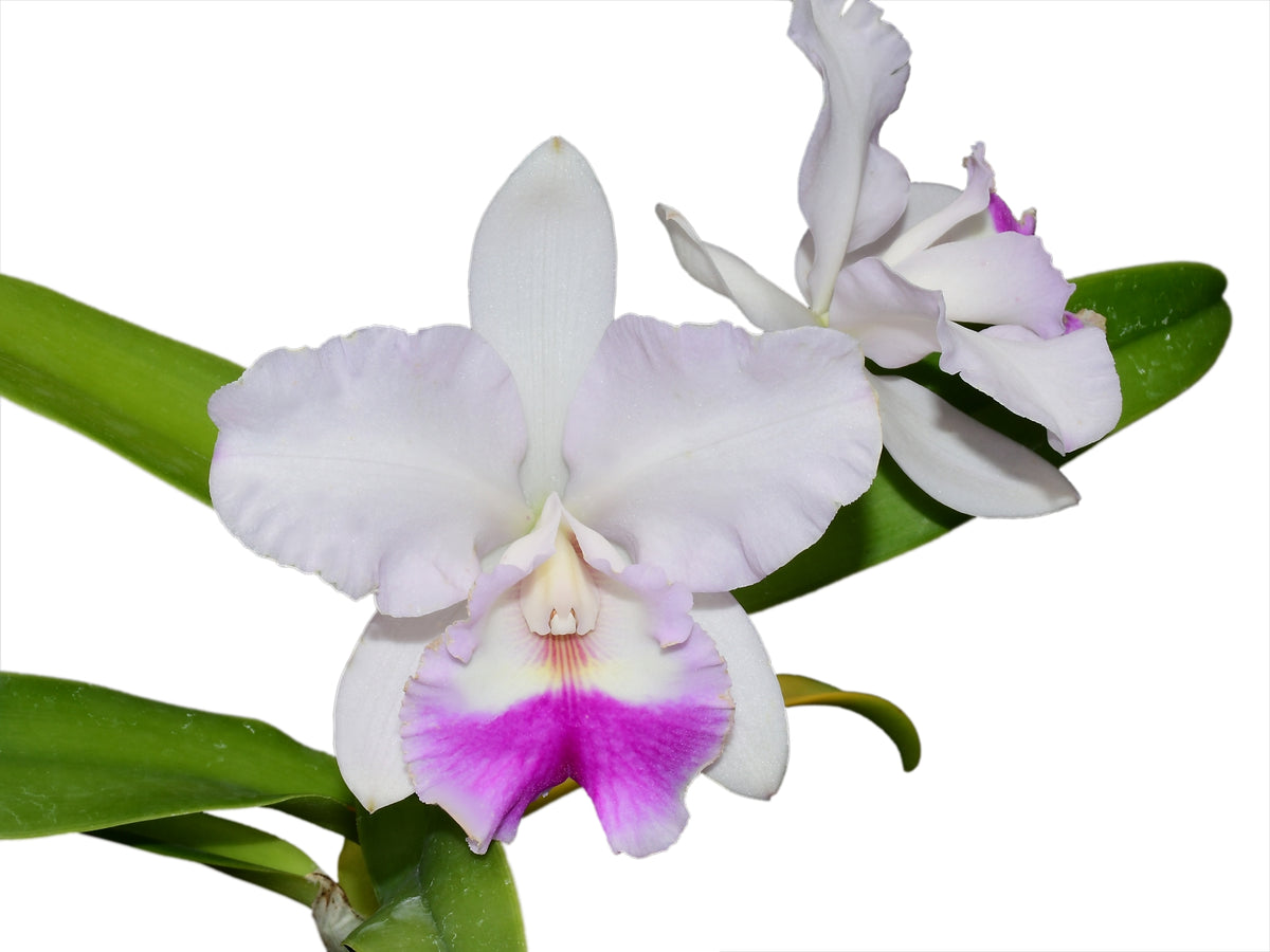 Rhyncattleanthe Machalena Inverse Crossing - Hybrid Orchid