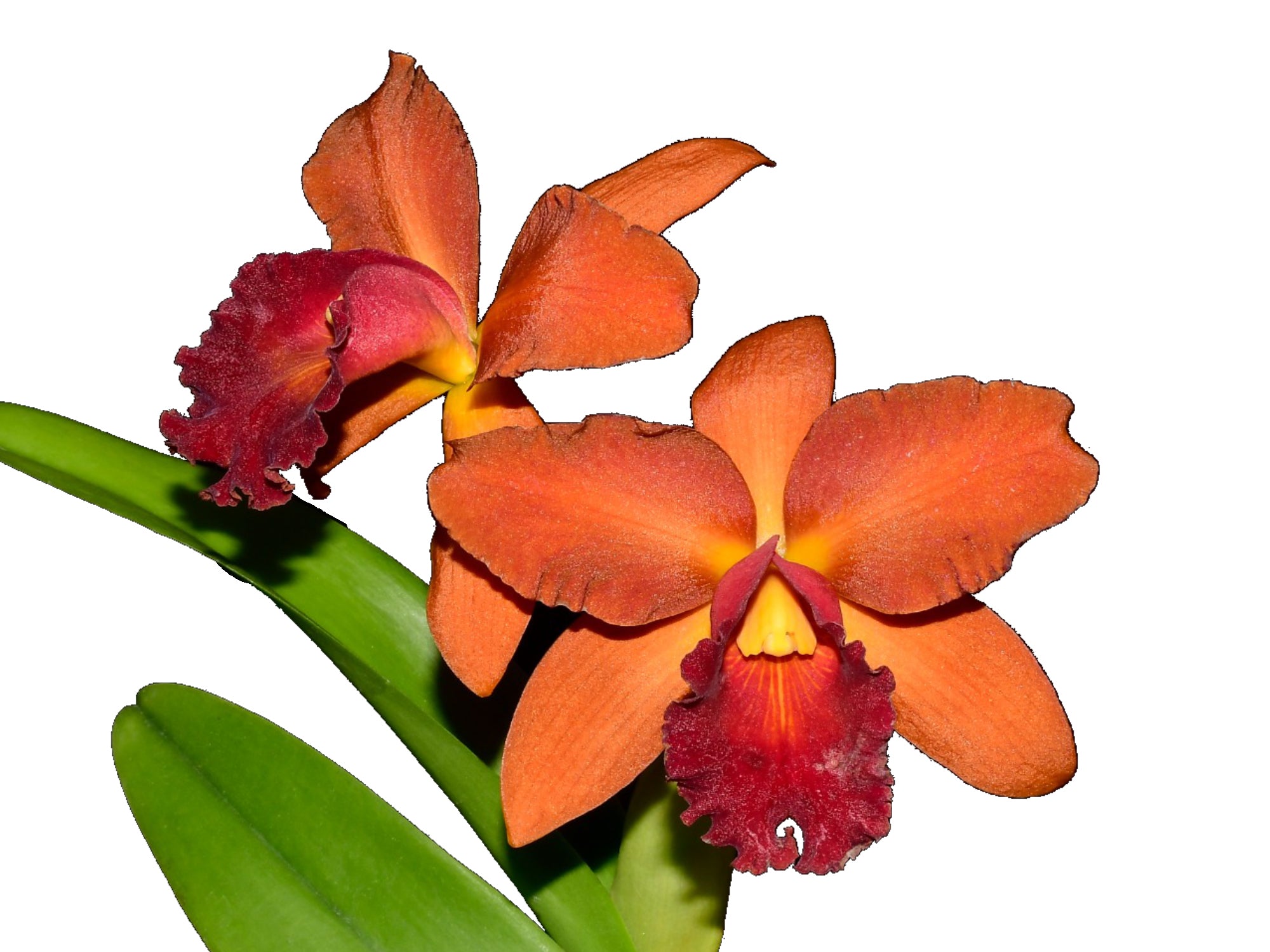 Rhyncattleanthe Olga Eljuri - Beautiful Cattleya Alliance Orchid