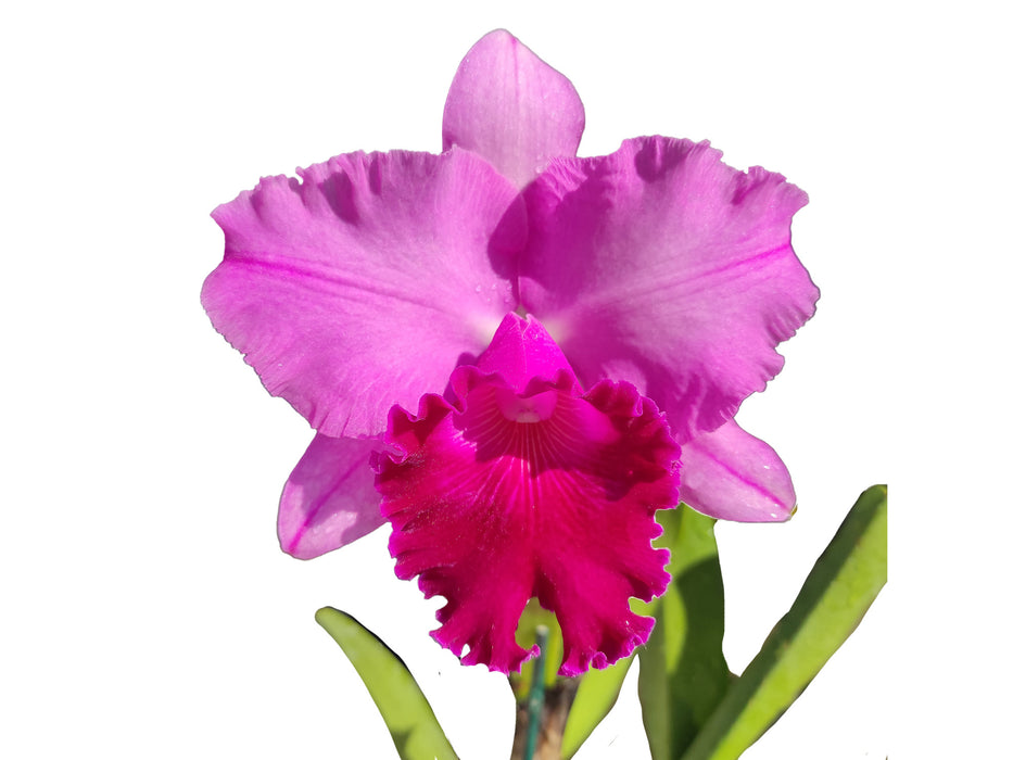 Rhyncattleanthe Uzhupud Princess