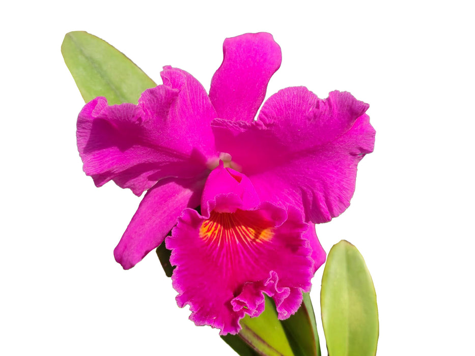 Rhyncattleanthe Uzhupud Princess