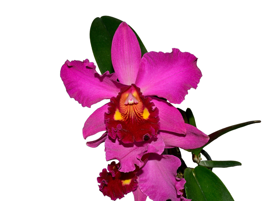 Rhyncattleanthe Uzhupud Princess