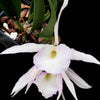 Rhynchobrassoleya Purple Cricket