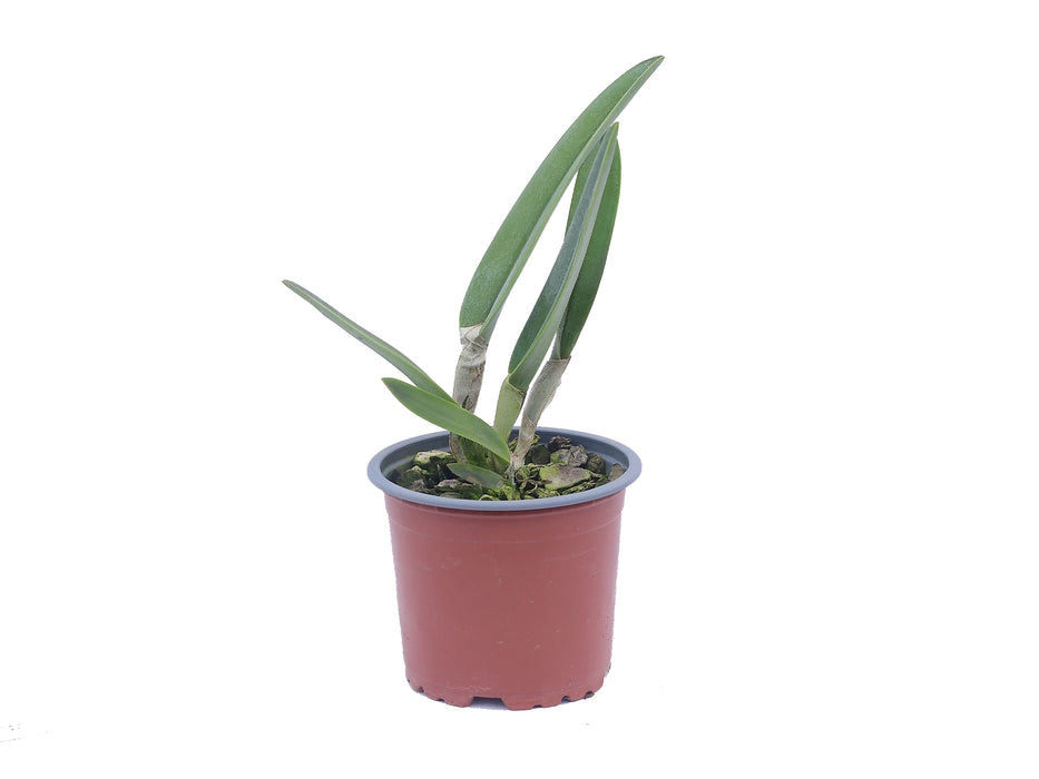Rhyncholaelia digbyana