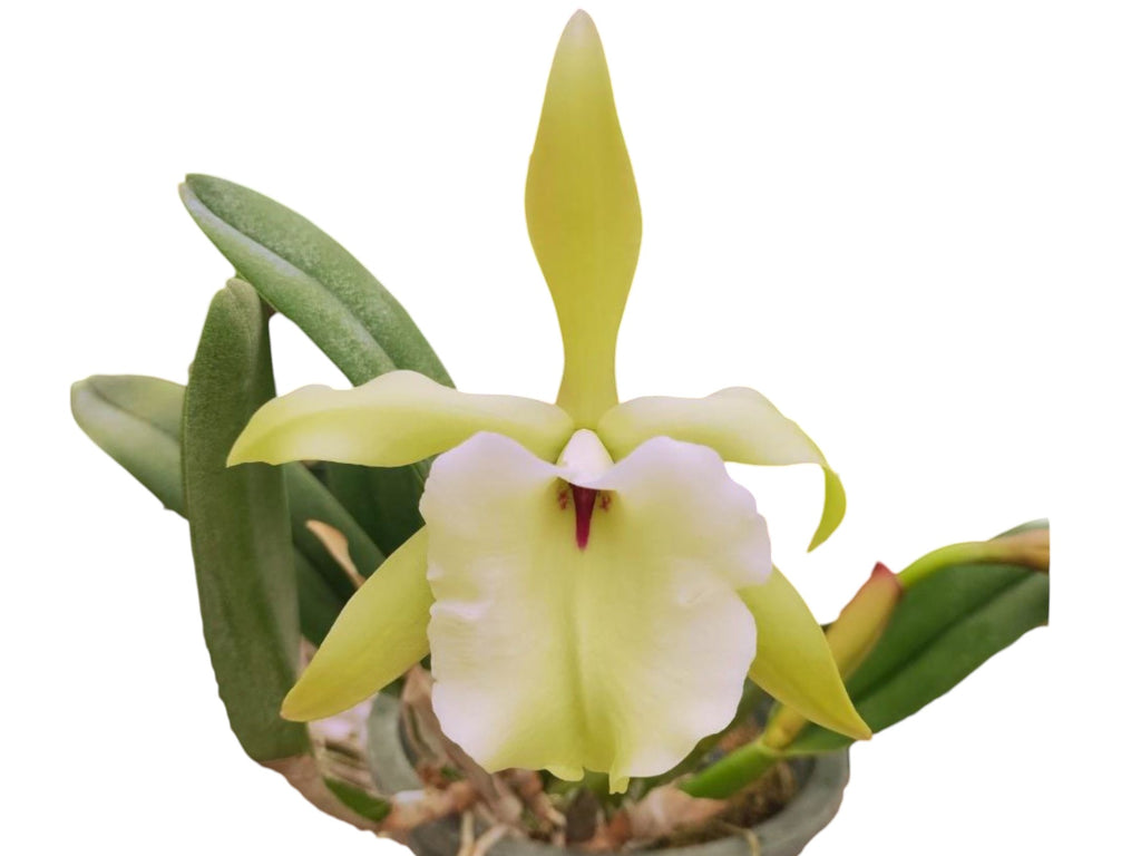 Rhyncholaelia glauca - Distinctive Species Orchid | Blue-Green