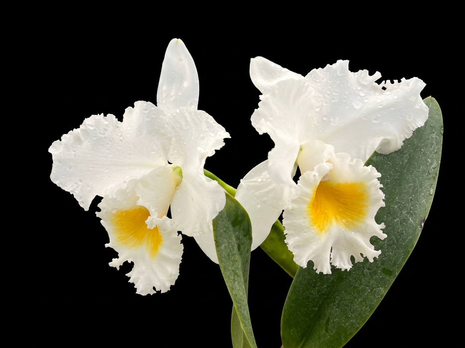 Rhyncholaeliocattleya Andacocha