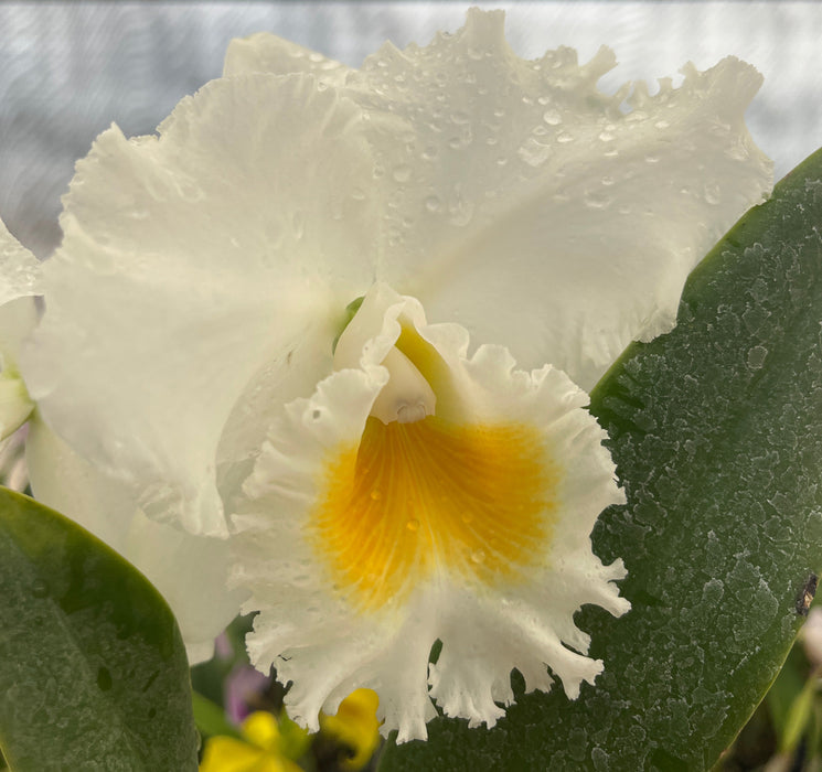Rhyncholaeliocattleya Andacocha