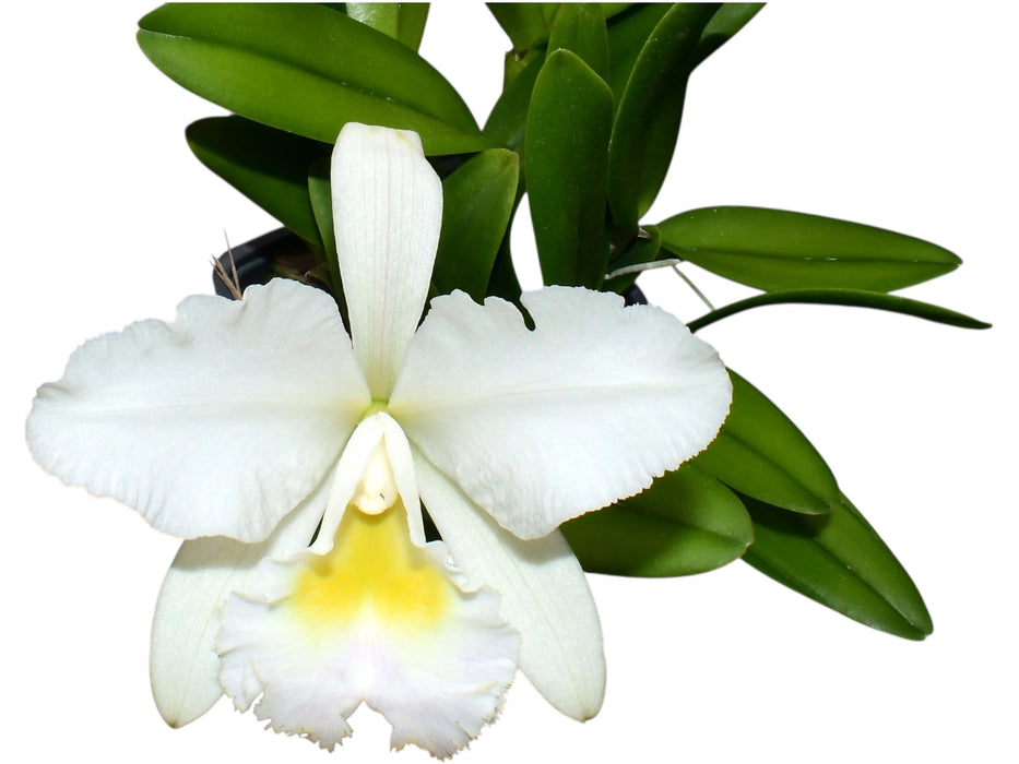 Rhyncholaeliocattleya Andean Clouds