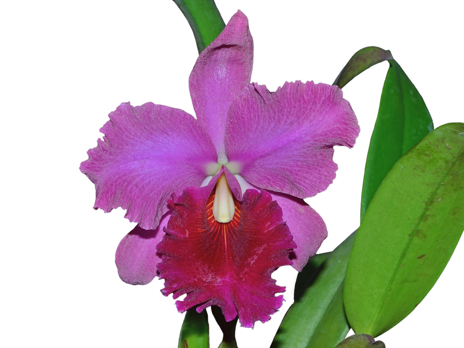 Rhyncholaeliocattleya Ariana Burgos
