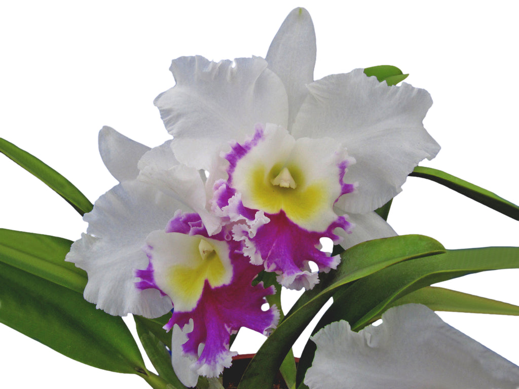 Rhyncholaeliocattleya Blanche Aisaka 'Hawaii' - White Orchid