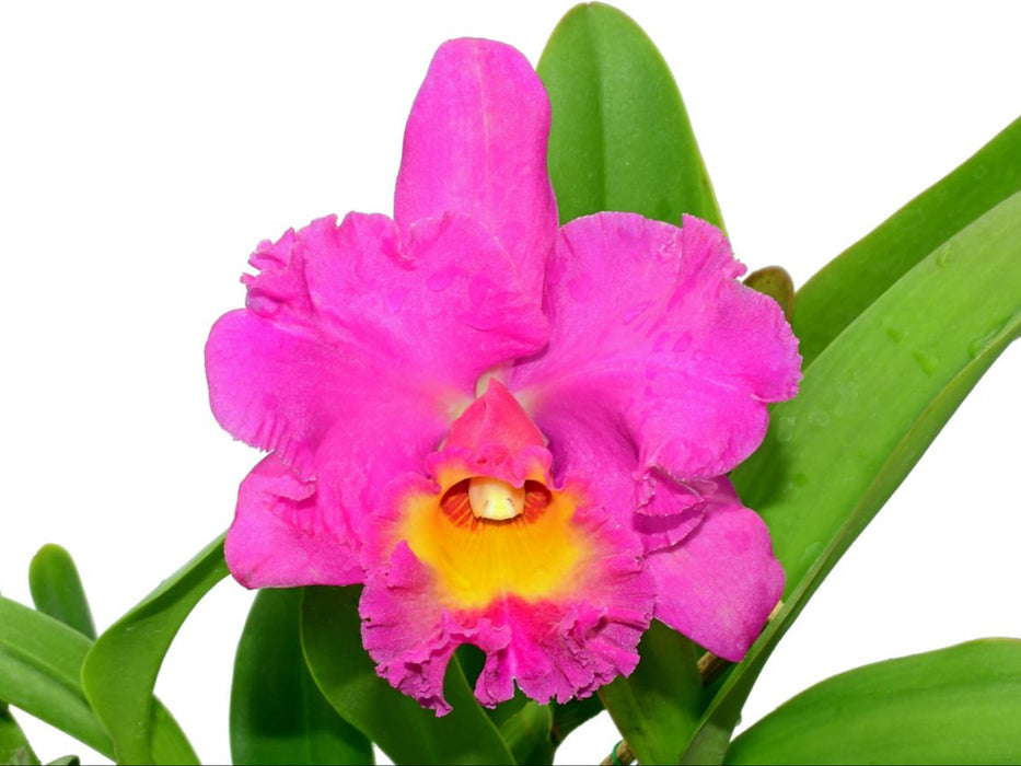 Rhyncholaeliocattleya Bomberos Cuenca