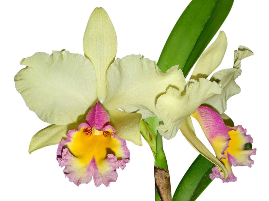 Rhyncholaeliocattleya Camilita Portilla