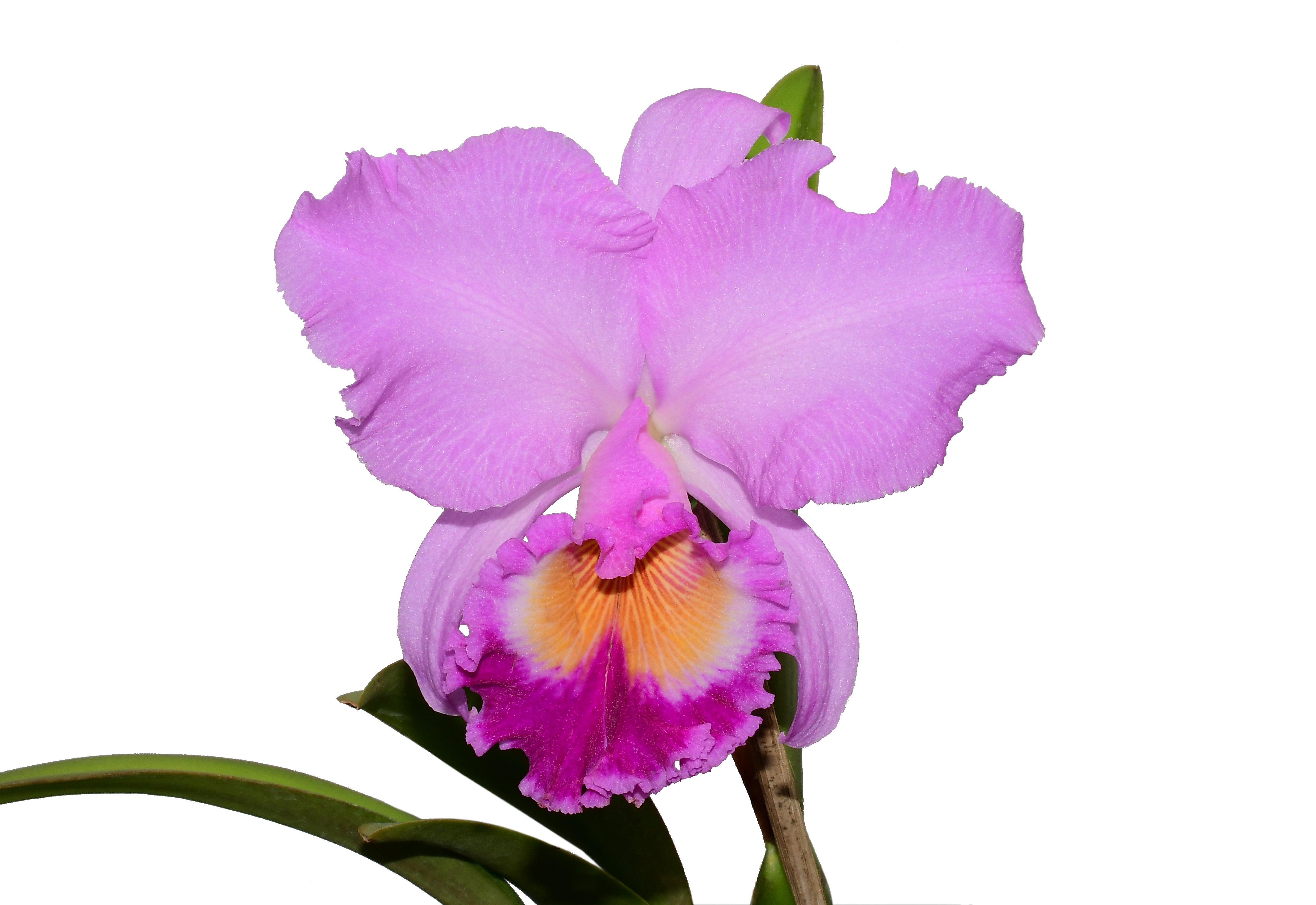 Rhyncholaeliocattleya Carioca Girl - Brazilian Orchid — Ecuagenera
