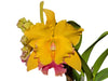 Rhyncholaeliocattleya Ecuagenera Gold