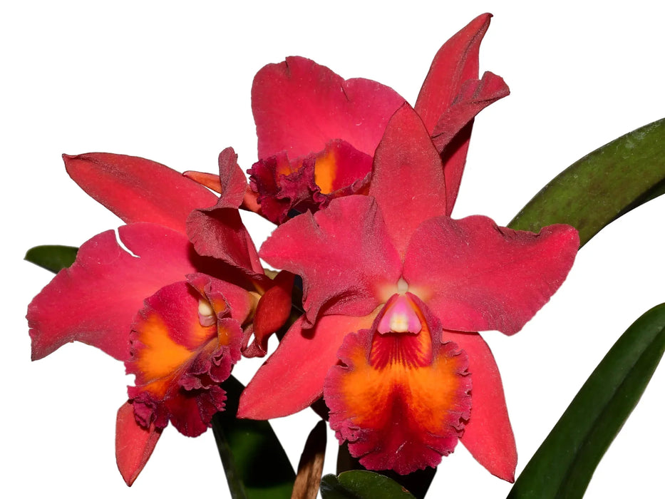 Rhyncholaeliocattleya Ecuagenera Heart