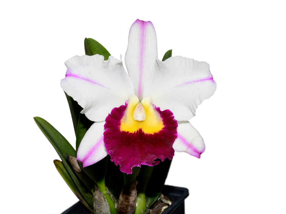 Rhyncholaeliocattleya Edgar Perez