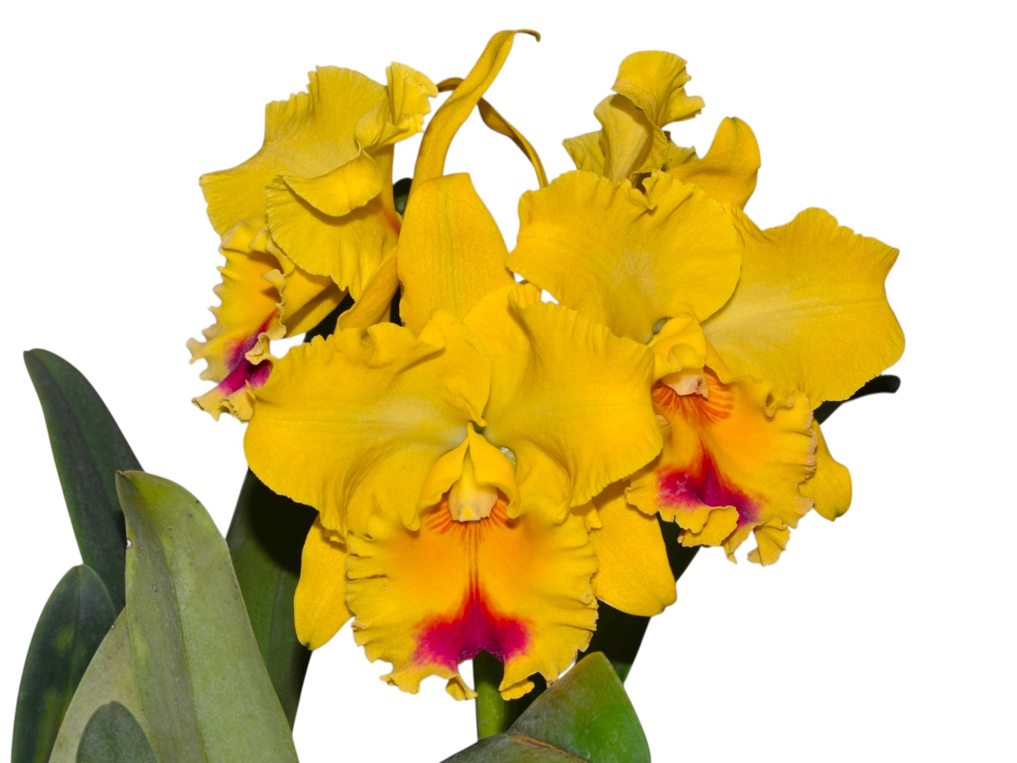 Rhyncholaeliocattleya Goldenzelle 'Lemon Chiffon' — Ecuagenera USA