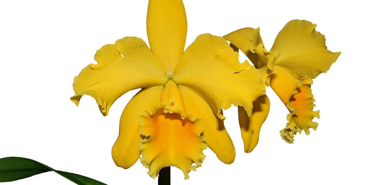Rhyncholaeliocattleya Gladys Eljuri - Golden Hybrid Orchid