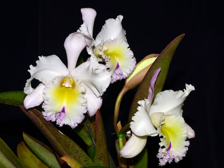 Rhyncholaeliocattleya Grace Carmen Tolentino