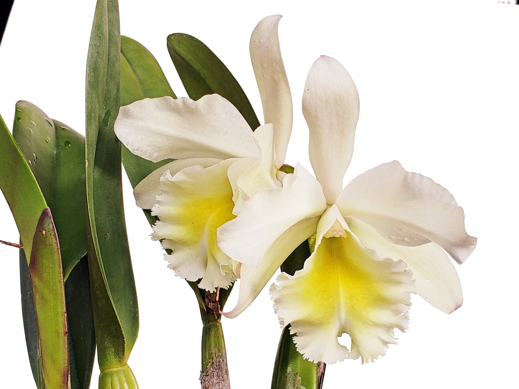 Rhyncholaeliocattleya_Grace_Ca