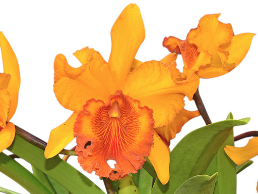 Rhyncholaeliocattleya Hubert Garton - Vanilla Scented Orchid