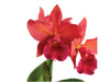 Rhyncholaeliocattleya Hugo Medina