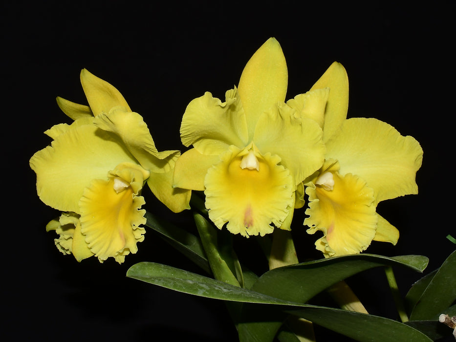 Rhyncholaeliocattleya Ingrid de Portilla