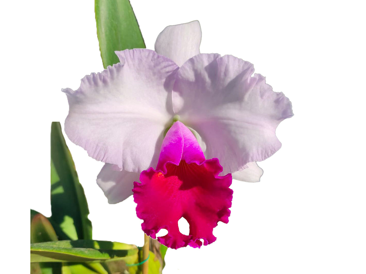 オルガ・グレチナMelancholyR211/250 シルク版画 61×91cm Rhyncholaeliocattleya_Izumi_Ca