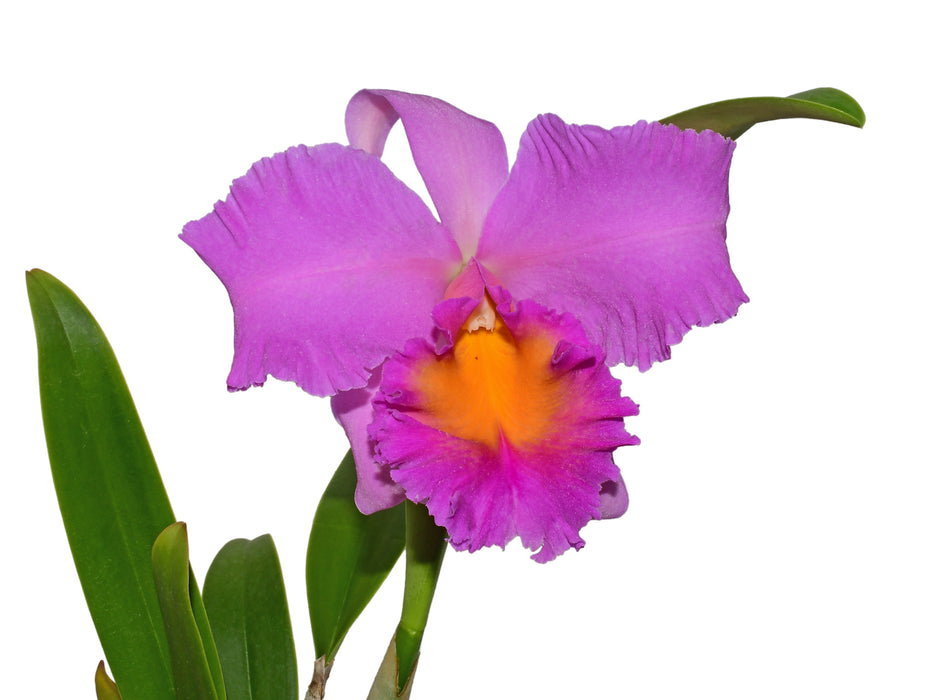 Rhyncholaeliocattleya Jacqueline Gabrielle
