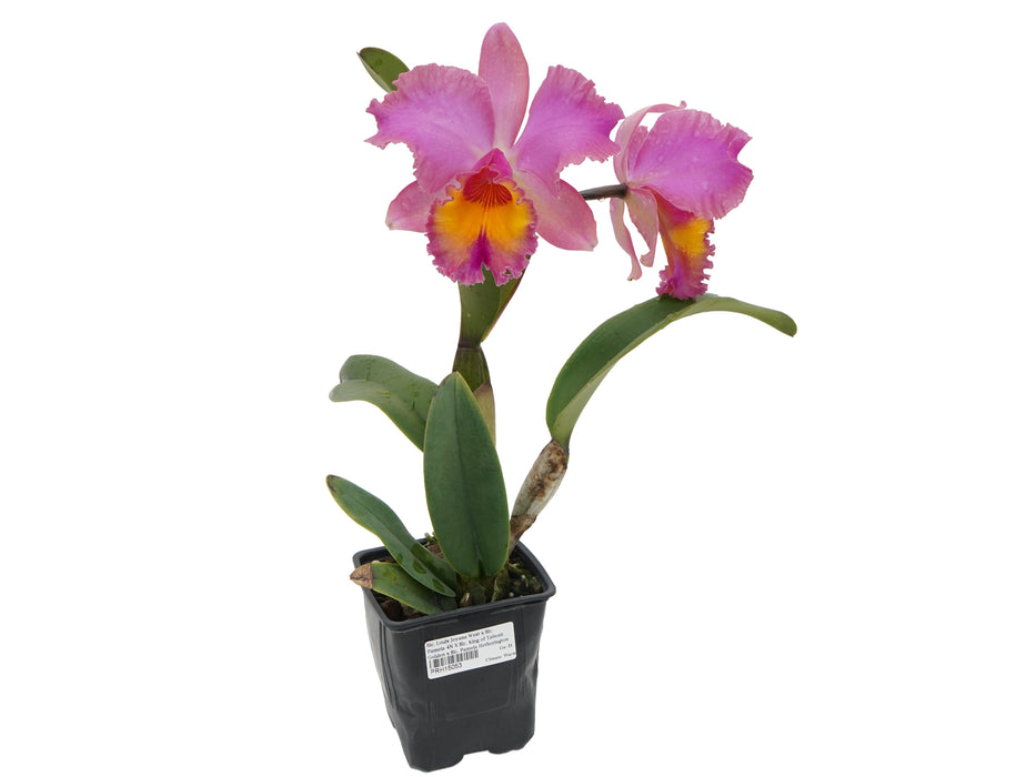 Rhyncholaeliocattleya Jorge Dávila Vásquez