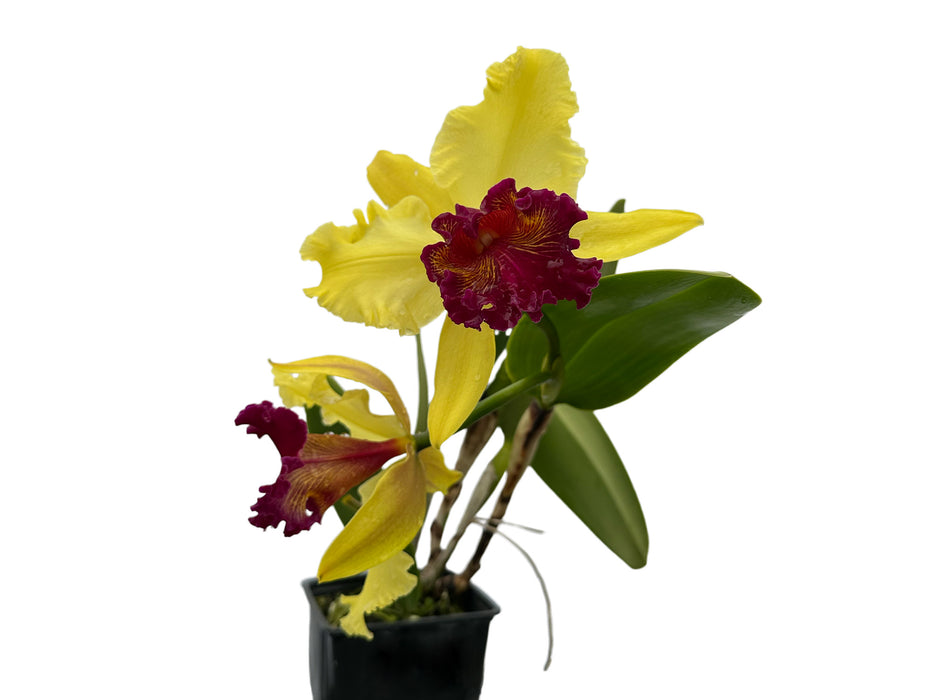 Rhyncholaeliocattleya Kakemizu Kenichi