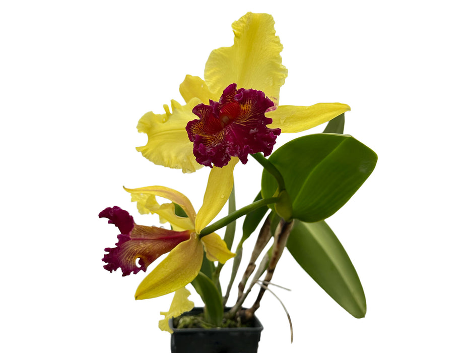 Rhyncholaeliocattleya Kakemizu Kenichi