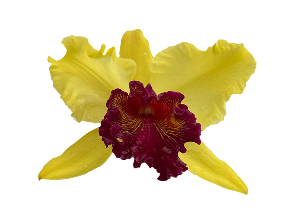 Rhyncholaeliocattleya Kakemizu Kenichi
