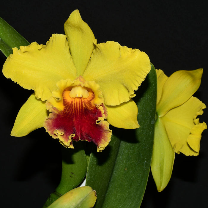 Rhyncholaeliocattleya Lawless Romeo Delight